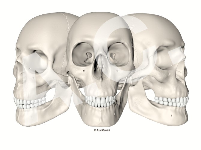 3D-Illustration eines menschlichen Schädels, der sich in jede gewünschte Ansicht drehen lässt.