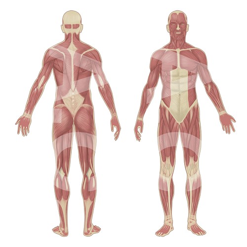 Realistische Darstellung der oberflächlichen Muskeln des menschlichen Körpers, ventral und dorsal.