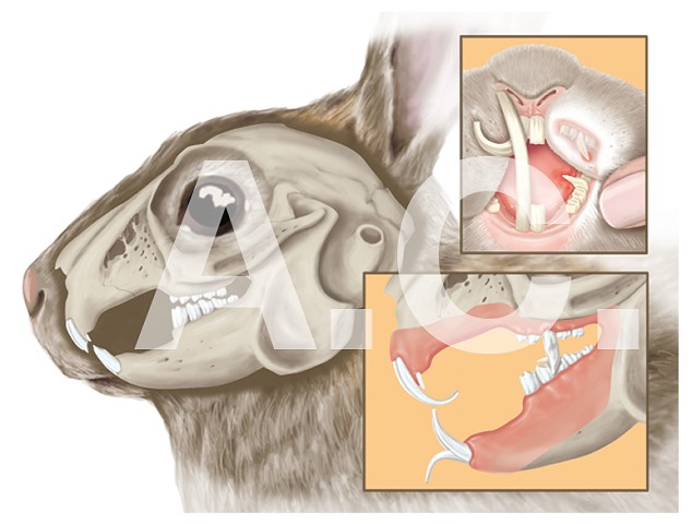 Illustrative Darstellung von Schädel und Gebiss eines Kaninchens mit Fehlstellung der Schneidezähne.