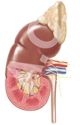 Illustration der menschlichen Niere, mit Fensterung zur Darstellung der Feinstruktur.