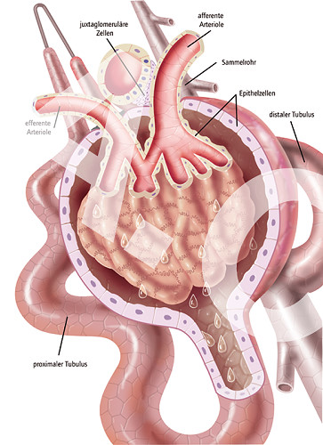 Medizinische Illustration eines aufgeschnittenen Nierenkörperchens.