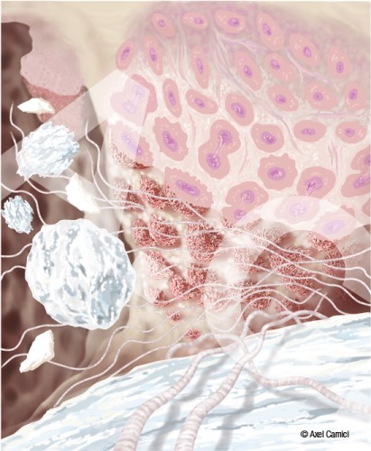 Darstellung einer mikroskopisch vergrößerten Zelllandschaft des Kieferknochens mit Granulaten zur Anregung des Zellwachstums.