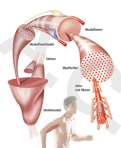 Illustrative Darstellung der Feinstruktur von Skelettmuskulatur.
