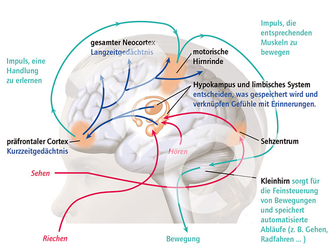 Illustration über Informationswege und Gedächtnisstrukturen im menschlichen Gehirn.