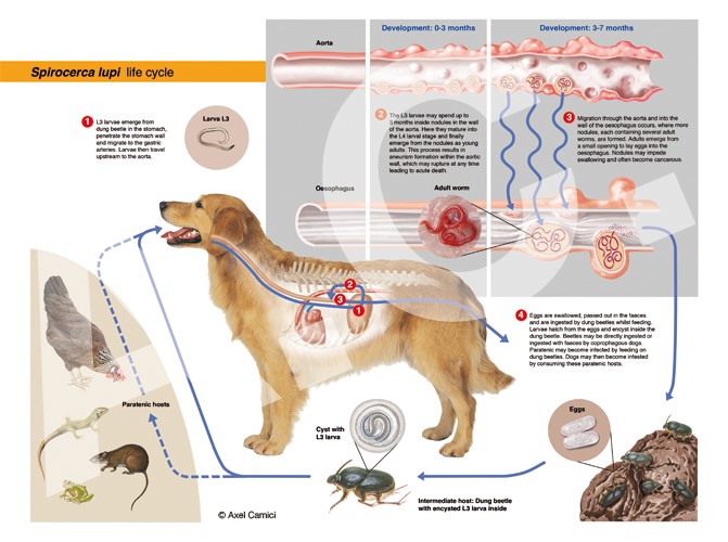 Infografik über die Entwicklungsformen und Wanderwege eines Hundewurms.